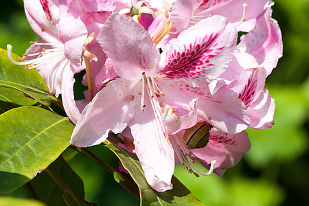 Rhododendron, TRAUB noter, doldentraub, blomsterstande, slægten, familie af ericaceae, Ericaceae