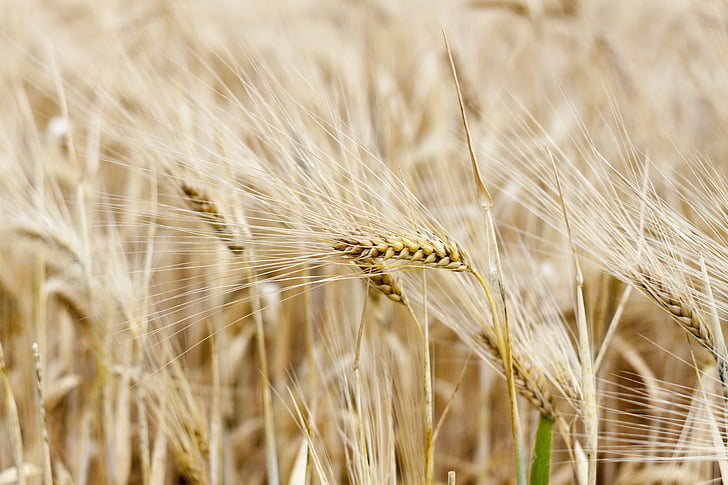 nature, plant, cereals, ear, grain, agriculture, wheat