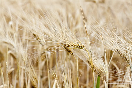 naturaleza, planta, cereales, oído, grano, agricultura, trigo