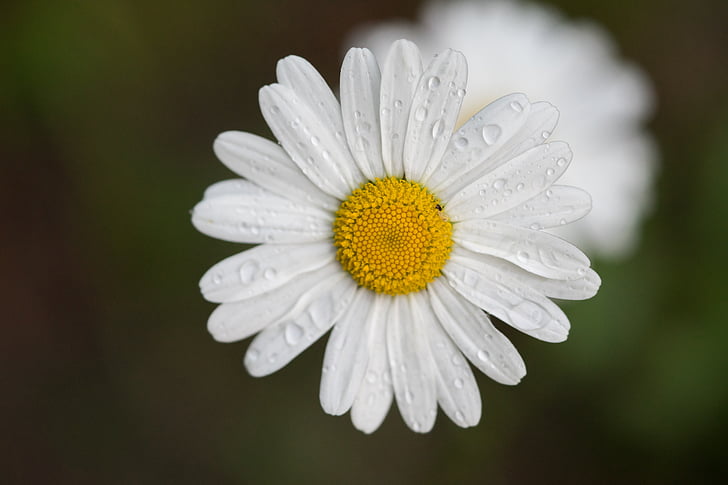 Hoa, nhỏ giọt, mưa, vĩ mô, Daisy, Thiên nhiên, mùa hè