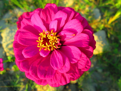krysanteemi, vaaleanpunainen, kasvi, kukka, kukat