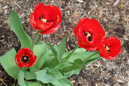 flowers, tulips, springtime, spring, red, garden, bloom