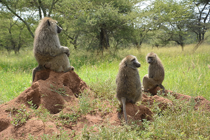 маймуна, Африка, Серенгети, Национален парк, парк Серенгети, Танзания, резерват