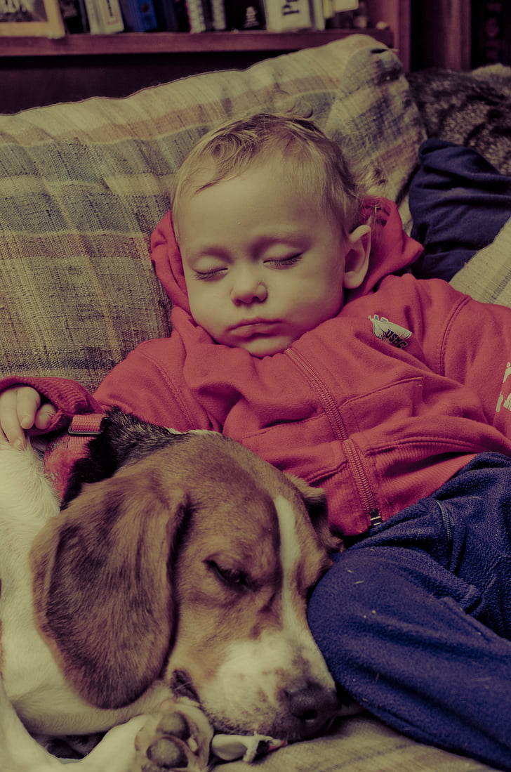 Baby, pes, beagle, spí, gauč, PET, zviera