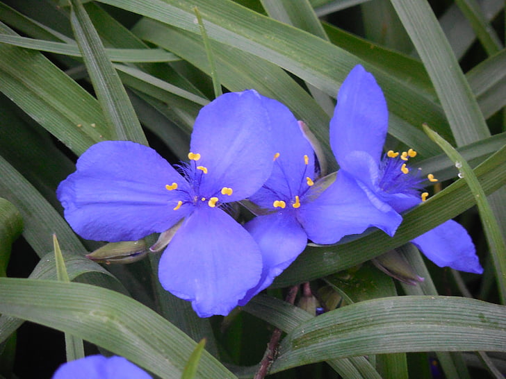 spiderwort, bunga, alam, ungu, mekar, bunga, biru