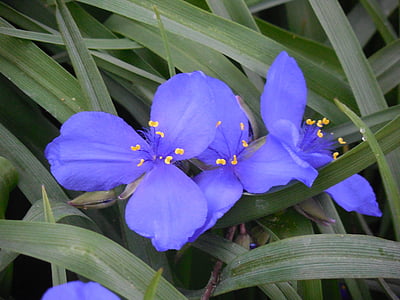 spiderwort, flor, naturaleza, púrpura, floración, flores, azul