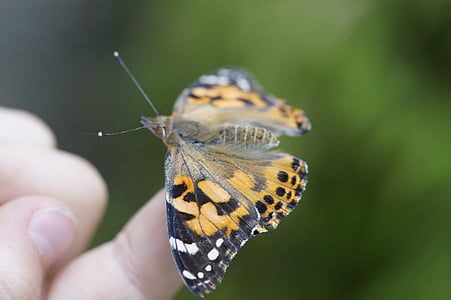 나비, 손가락, 손, 곤충, 자연, 착륙, 닫기