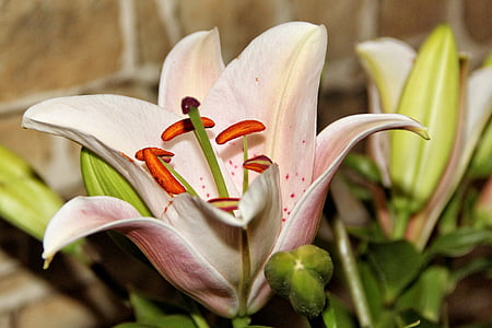 Lily, Blossom, nở hoa, nhụy hoa, trắng, Hoa, đóng