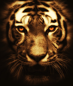 cat, tiger, animal, wildlife, wild, nature, mammal