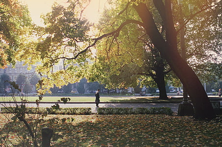пейзаж, фотография, Грин, лист, дерево, Осень, пара