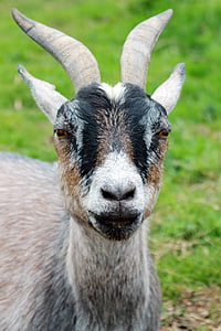 animal, close up, farm, goat, horns, macro, photography