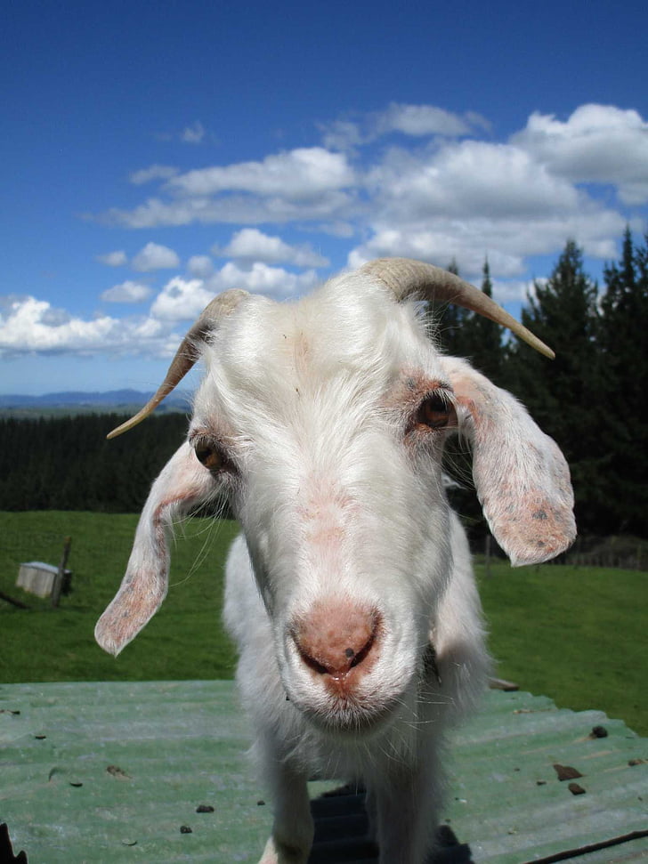 goat, stare, horns, kid, white, sky, nature