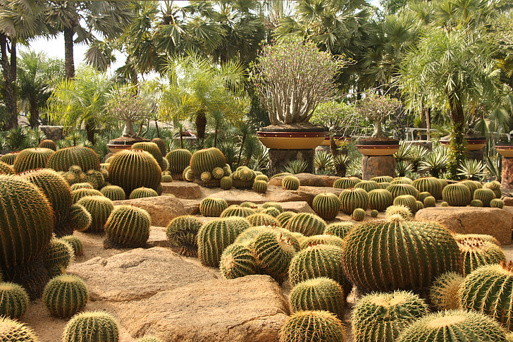 kaktusy, parku, teplo, Thajsko