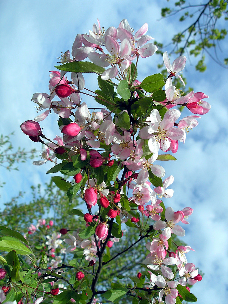 flowers, branch, blossom branch, tree blossoms, spring, spring awakening, inflorescence
