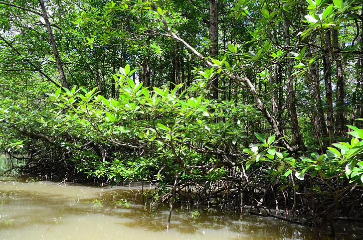 Palawan, vann, elven, mangrove jungelen, landskapet, natur, naturlig