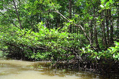 Palawan, apa, Râul, mangrove jungla, peisaj, peisaj, naturale