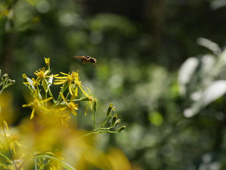 пчела, насекоми, цвете, растителна, затвори, Блосъм, Блум