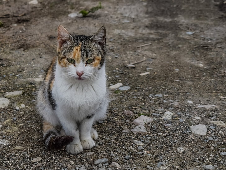cat, stray, animal, cute, young, portrait, looking