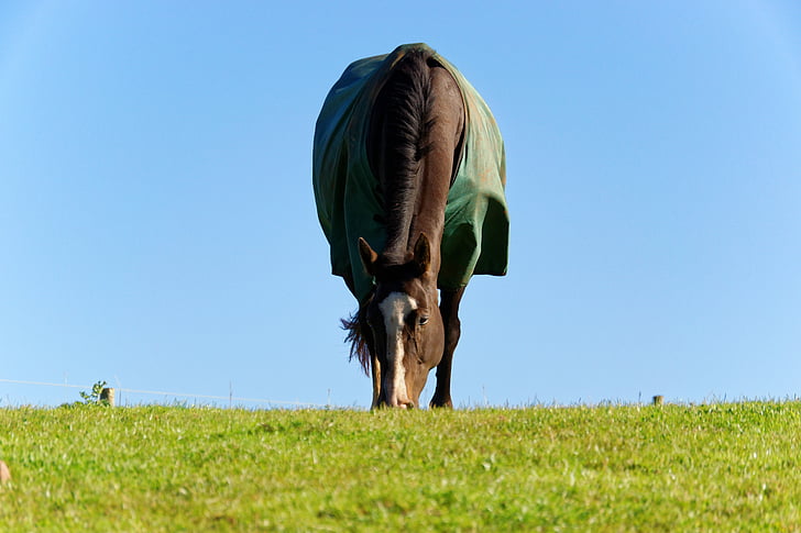 horse, animal, grass, horse blanket, blue sky, horse eating, equestrian