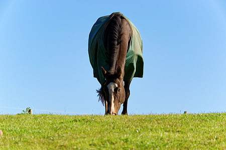 hest, dyr, græs, hest tæppe, blå himmel, hesten spiser, Equestrian