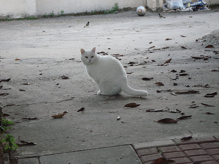cat, white, animals, domestic Cat, animal, pets, cute