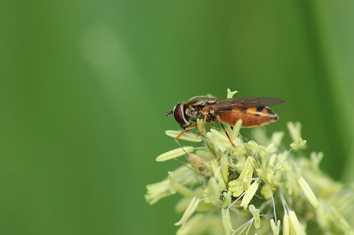 fly, insect, blossom, bloom, pollination, hoverfly, close
