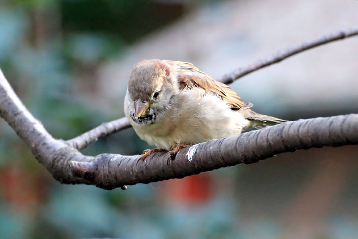 Sparrow, Sperling, pták, větev, Sit, zpěvný pták, zahrada