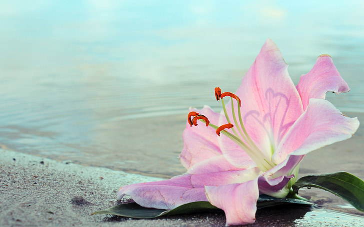 Lily, Hoa, Blossom, nở hoa, nước, Cát, Bãi biển