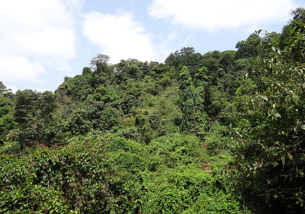 Wald, Evergreen, Sahyadri, Westghats, Berge, Yana, Uttar Kannada