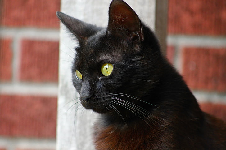con mèo, động vật, đôi mắt, mèo, Cat's eyes, cận cảnh, vật nuôi