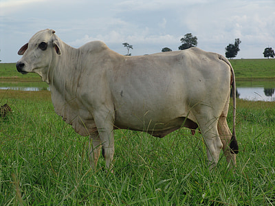 крава, масив, едър рогат добитък