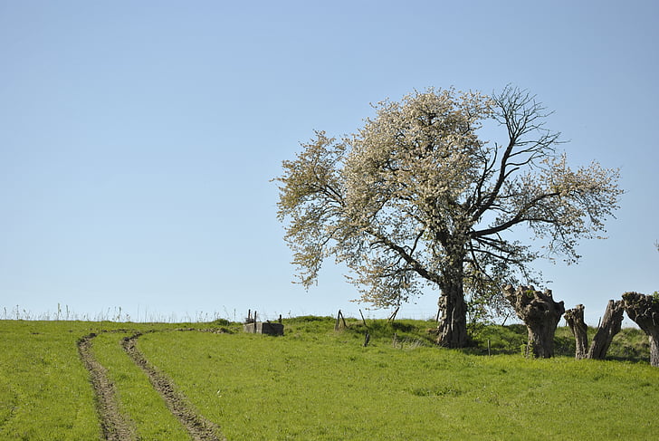 tree, nature, landscape, agriculture, rural Scene, outdoors