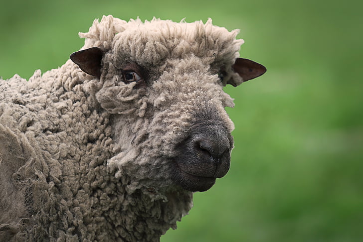 dyr, close-up, indenlandske, Farm, lam, får, uld