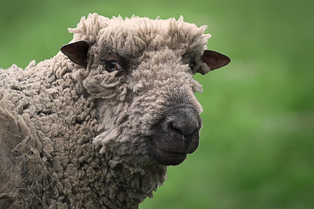 animal, close-up, domèstic, granja, xai, ovelles, llana