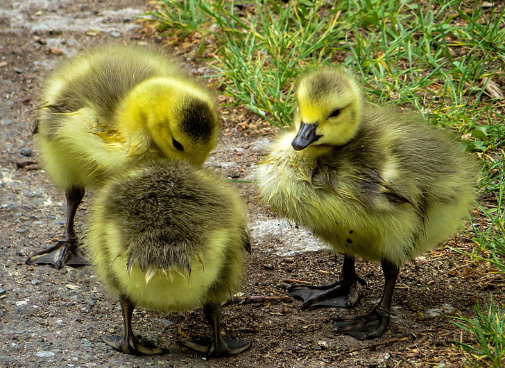 three, yellow, black, ducklings, cute, Chicks, Boy