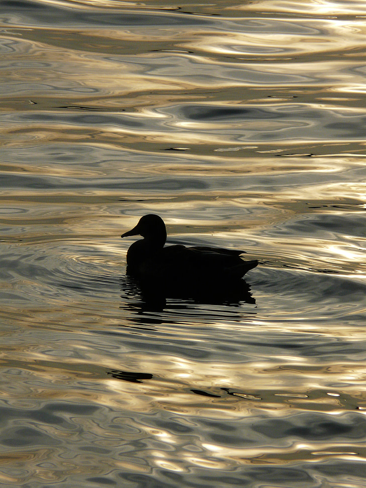 duck, the waves, lake, reflection, dom, peace of mind