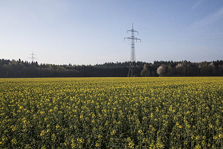 oilseed rape, agricultural operation, yellow, field, harvest, field of rapeseeds, arable