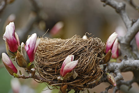Blumen, Baum nest, Vogel, Frühling, Natur, Filiale, blühen