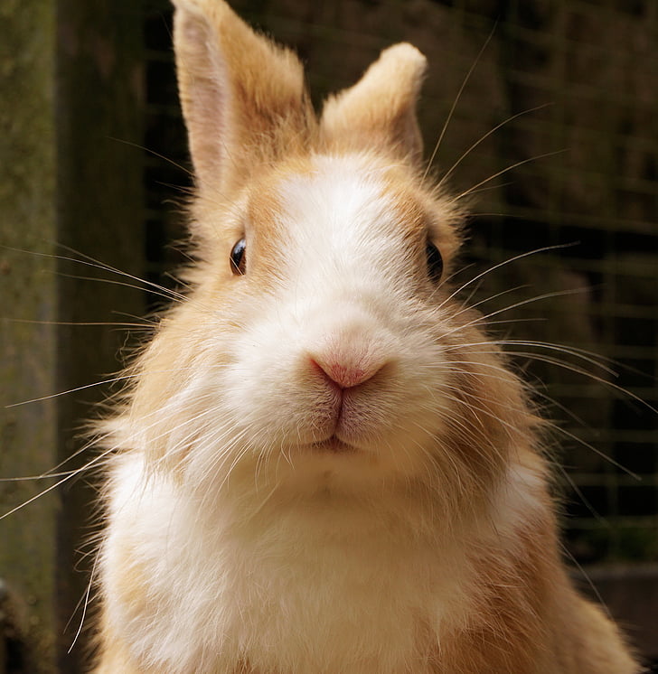kanin, Hare, kjæledyr, søt, dyr, søt, liten hare
