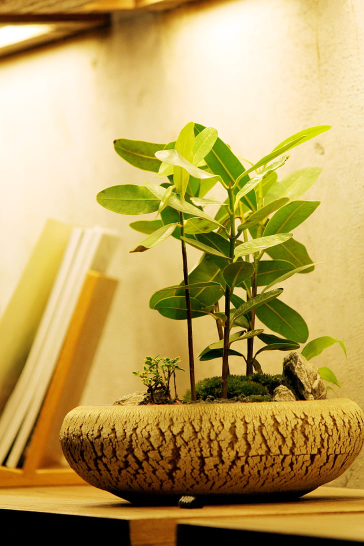 Bonsai, črepníkové rastliny, čerstvé, strana