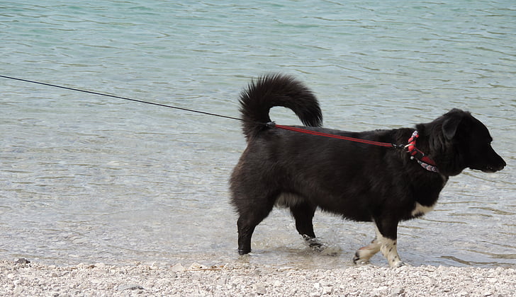 dog, black, leash, lake, beach, mountains, animal