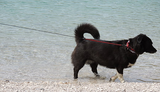 собака, чорний, Повідець, озеро, пляж, гори, тварини