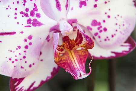 orquídia, Phalaenopsis, flor, orquídia de papallona, flor, flor, planta