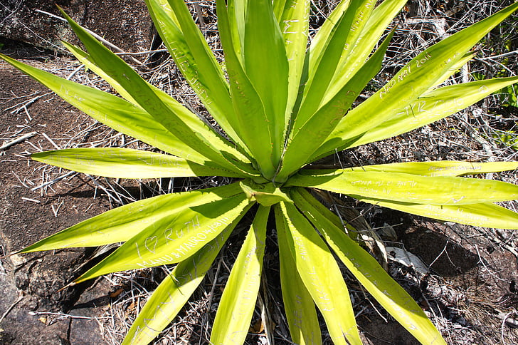 Aloe, Vera, planta, cactus, Agave, zonas tropicales, Aloe vera