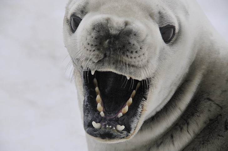 crabeater seal, seal, mammal, antarctica, nature, animal, cold