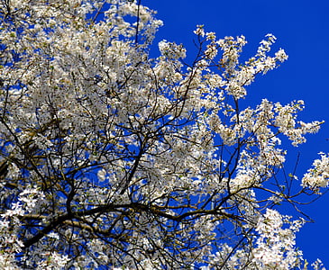 花, 白い花, 白い花, 春, frühlingsanfang, ブロッサム, 自然