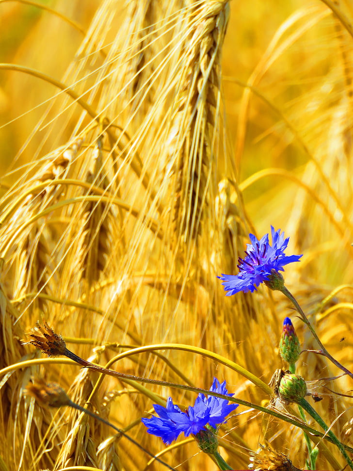 cornflowers, spike, field, cereals, agriculture, cornfield, summer