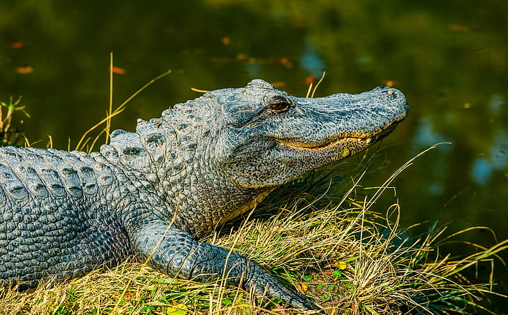 Alligator, Reptil, Tierwelt, gefährliche, Teich, See, Wasser