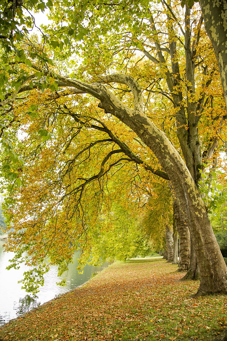 krajine, čudovito, jeseni, spadajo listi