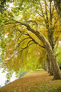 Príroda, krásny, jeseň, padajúce lístie